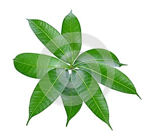 Leaves plum mango isolate on white background