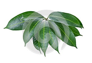 Leaves plum mango isolate on white background