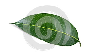 Leaves plum mango isolate on white background