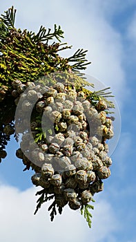 Leaves And Pods Of Pine