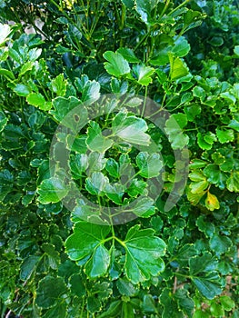 the leaves of the polyscias plant & x28;geranium aralia& x29; grow abundantly in the front garden of the house