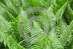 Leaves of Polystichum ferns