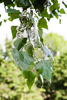 Leaves of poplar tree and fluff on catkins