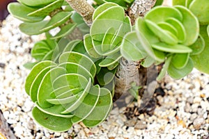 Leaves of Portulaca molokiniensis, known also as ihi, is a succulent plant endemic to Hawaii