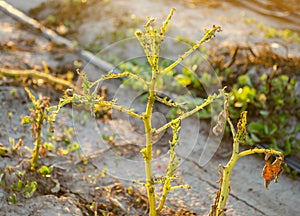 Leaves Of Potato With Diseases. Plant Of Potato Stricken Phytophthora Phytophthora Infestans In the field. Close Up. vegetables photo