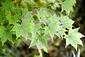 Leaves of prickly castor-oil tree Kalopanax septemlobus Thunb. Koidz