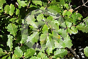 Leaves of pubescent oak