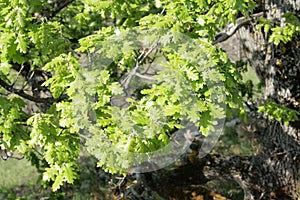 Leaves of pubescent oak