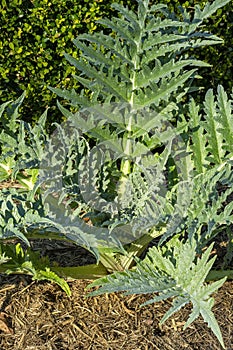 Leaves of a purple globe artichoke plant (cynara cardunculus var. scolymus) in afternoon light