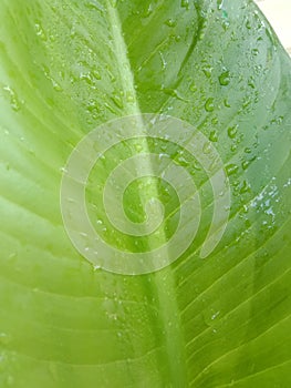 The leaves after the rain are covered with water droplets.