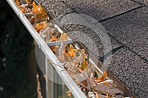 Leaves in rain gutter.