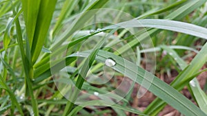 Leaves after the rain