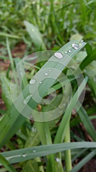 Leaves after the rain