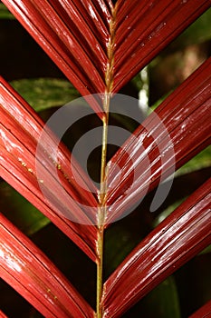 Leaves in rainforest