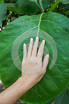 Leaves in the rainy season