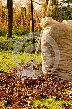 Leaves rake