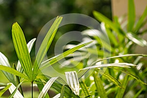 The leaves of the raphis palm plant are green with finger-shaped leaves