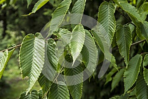 Leaves of the rare Carpinus rankanensis