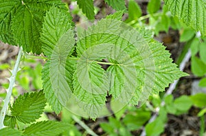 Leaves Of The Raspberry Shrub