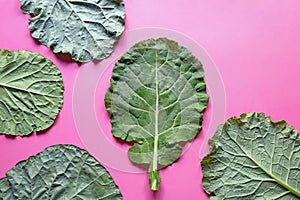 Leaves of rastan Collard greens, collards . Copy space