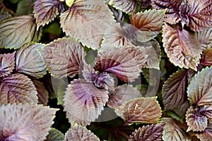 Leaves of red basil. basil plant