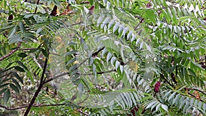 Leaves and red flowers of Ailanthus. Windy weather. Blooming Ailanthus altissima. Fraxinus Chinensis. Red flowers of Ailanthus.