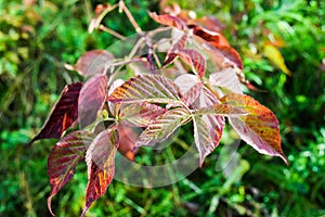 Leaves photo