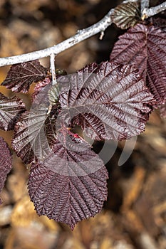 Leaves of Red Leaf Filbert