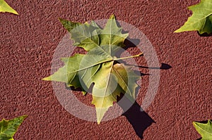 Leaves on the red soil