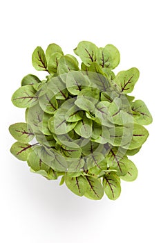 Leaves of red veined sorrel photo