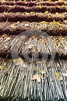 Leaves on Reed Roof