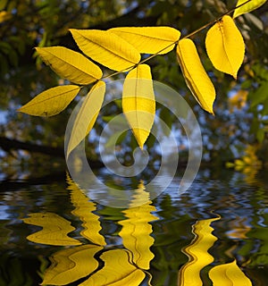 Leaves reflection