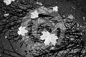 Leaves and reflection of trees in puddle. Autumn season concept
