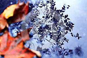 Leaves and Reflection
