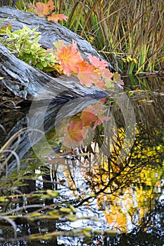 Leaves Reflections Fall Colors Van Dusen Gardens photo