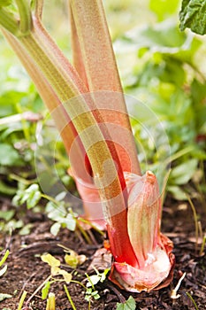 Leaves of a rhubarb