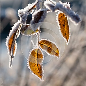 Leaves with rime, photographed after a frosty night.