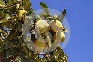 Leaves and ripe fruit of quince tree ( Cydonia oblonga )