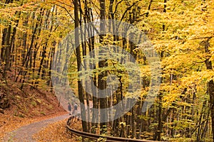 Leaves road view. Red and yellow colorful autumn colors in the forest with a way and sunshine in the fall season