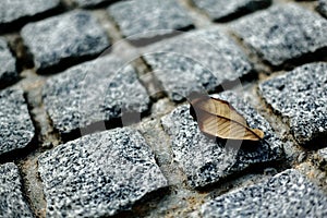 The leaves on Rocks background