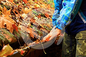 The leaves on the roof