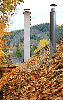 The leaves on the roof