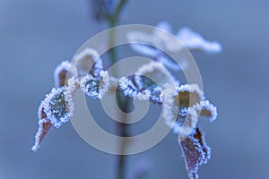 Leaves of a rose covered with ice crystals