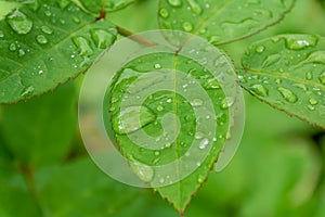 Leaves of a rose with drops after rain. Concept: freshness, youth, beauty and health