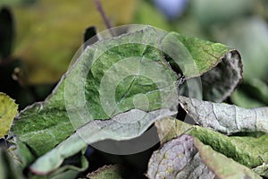 The leaves of the rose flower are dry