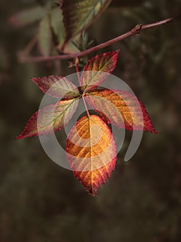 The leaves of a rosebush in golden and orange colors