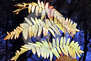 Leaves of the royal fern Osmunda regalis in autumn