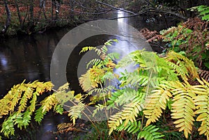 Leaves of the royal fern Osmunda regalis next to a river in autumn