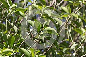Leaves of a rubber fig, Ficus elastica