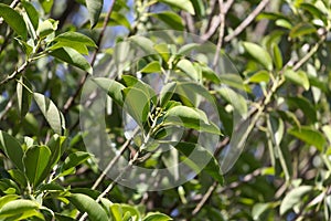 Leaves of a rubber fig, Ficus elastica